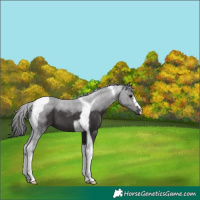 Horse Color:Smoky Black Tobiano 
