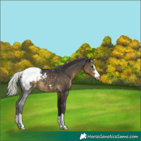 Horse Color:Silver Smoky Black Appaloosa