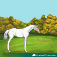 Horse Color:White Spotted Silver Buckskin Tobiano Appaloosa