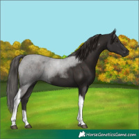 Horse Color:Liver Chestnut Tobiano