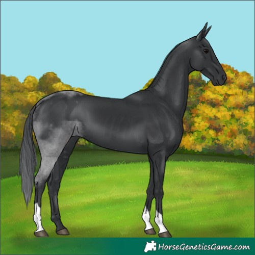 Horse Color:Black Tobiano 