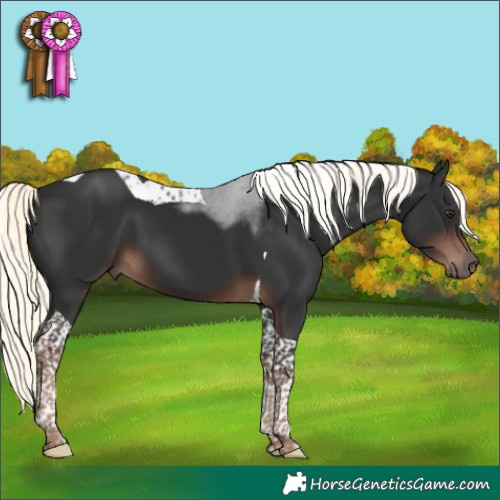 Horse Color:Liver Chestnut Mushroom Tobiano 