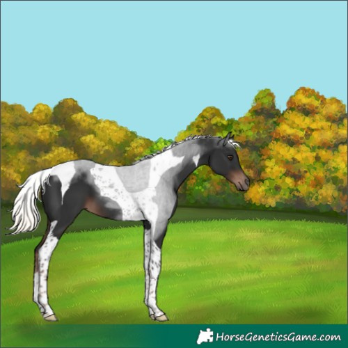 Horse Color:Liver Chestnut Mushroom Tobiano 