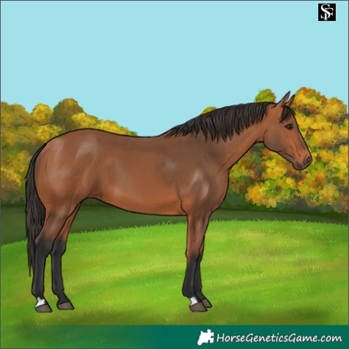 Horse Color:Bay 