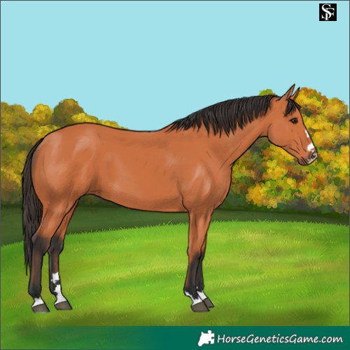 Horse Color:Bay 