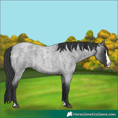 Horse Color:Blue Roan Splash 
