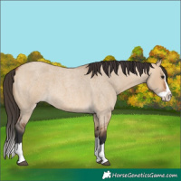 Horse Color:Bay Roan Dun Splash