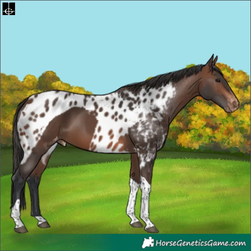 Horse Color:Brown Tobiano Skewed Appaloosa