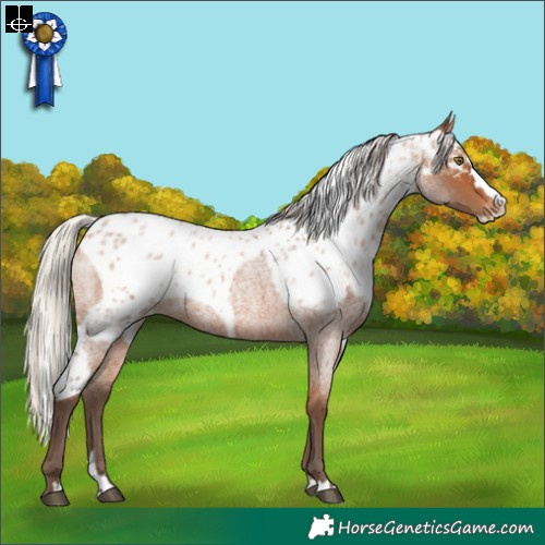 Horse Color:Silver Bay Roan Splash Skewed Appaloosa 