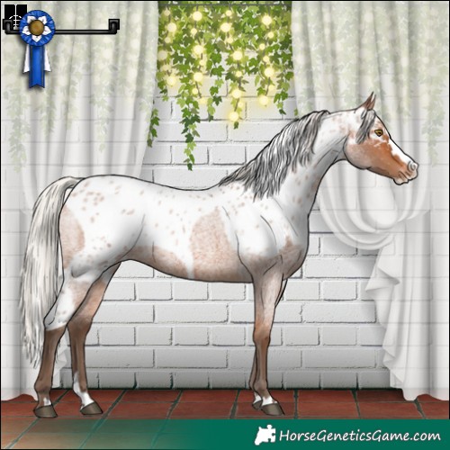 Horse Color:Silver Bay Roan Splash Skewed LP Spotted