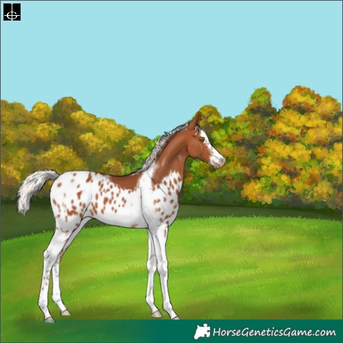 Horse Color:Silver Bay Splash Tobiano Frame Skewed LP Spotted 