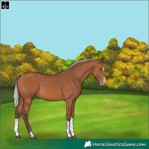 Horse Color:Silver Bay Splash Tobiano Skewed Appaloosa 