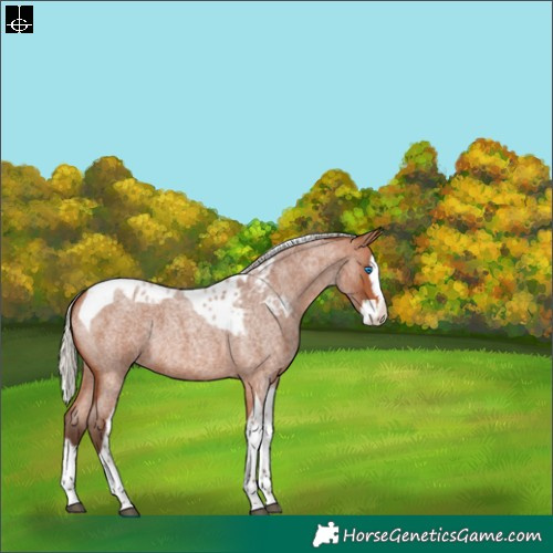 Horse Color:Silver Bay Roan Splash Tobiano Skewed LP Spotted
