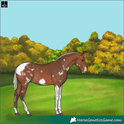Horse Color:White Spotted Silver Brown Tobiano Frame 