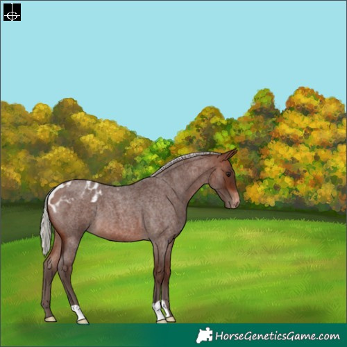 Horse Color:Silver Brown Roan Skewed Appaloosa 