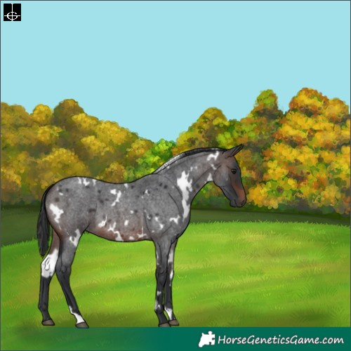 Horse Color:White Spotted Brown Roan