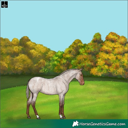 Horse Color:Liver Red Dun Roan Appaloosa 