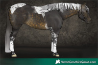 Horse Color:Buckskin Tobiano 