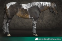 Horse Color:Buckskin Tobiano 