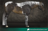 Horse Color:Buckskin Tobiano 