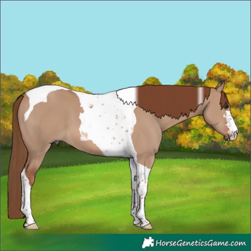 Horse Color:Red Dun Tobiano