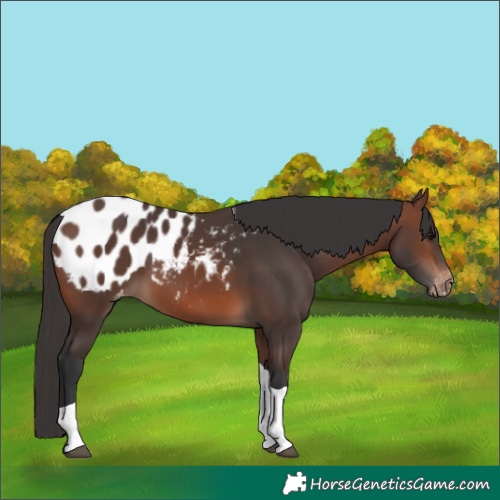 Horse Color:Brown Tobiano Appaloosa
