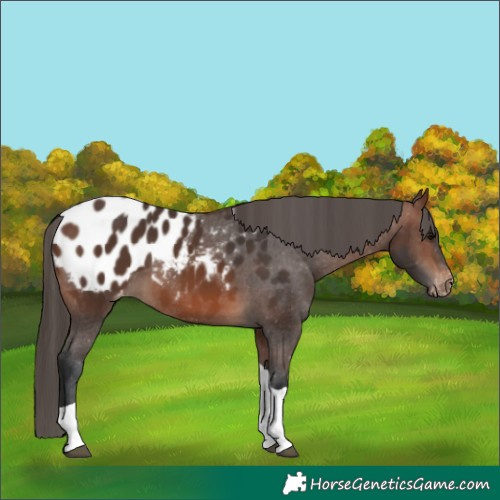 Horse Color:Brown Tobiano Appaloosa
