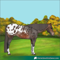 Horse Color:Brown Tobiano Appaloosa