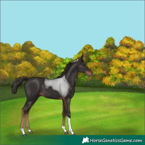 Horse Color:Liver Chestnut Tobiano