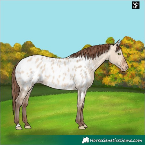 Horse Color:Amber Champagne Dun Appaloosa