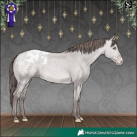 Horse Color:Platinum Amber Champagne Dun Appaloosa 
