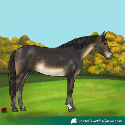 Horse Color:Buckskin 