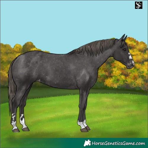 Horse Color:Smoky Black Appaloosa 