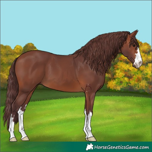 Horse Color:Chocolate Brown 