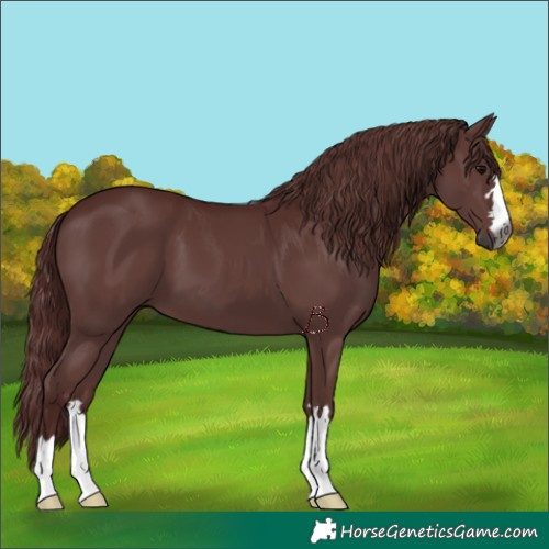 Horse Color:Gray Chocolate Black