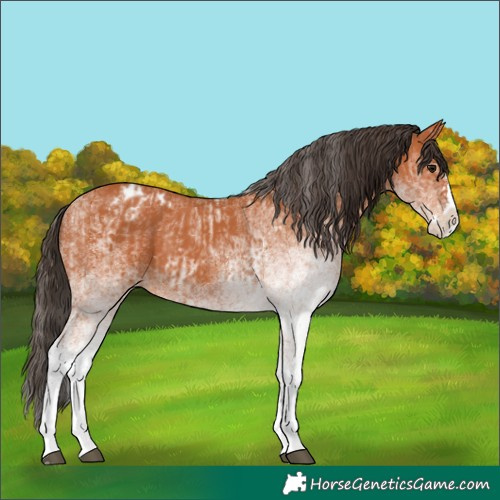 Horse Color:White Spotted Bay Splash Appaloosa  and White Spotted Bay Splash Appaloosa 