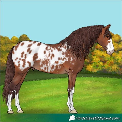 Horse Color:Chocolate Bay Appaloosa 