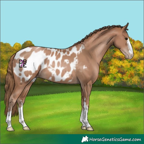 Horse Color:Black Pearl Appaloosa