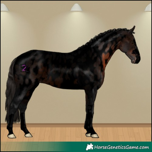 Horse Color:Void Brown Appaloosa 
