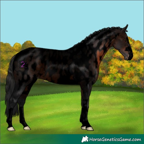 Horse Color:Void Brown Appaloosa 
