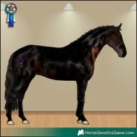 Horse Color:Void Brown Near Leopard 