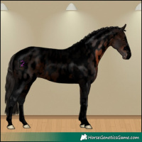 Horse Color:Void Brown Appaloosa