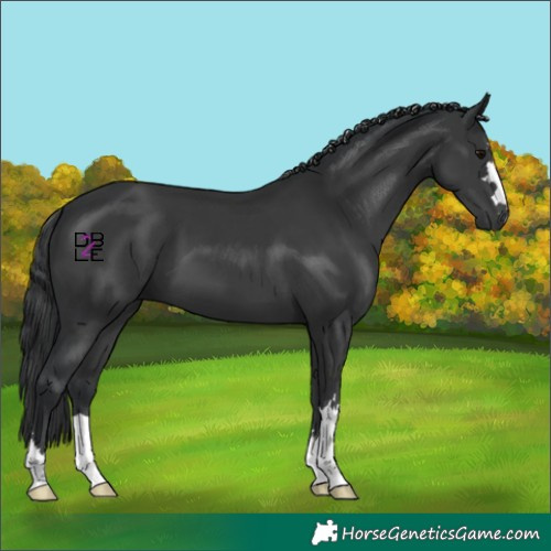 Horse Color:Black 