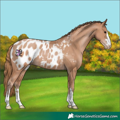 Horse Color:Chocolate Black Pearl Appaloosa