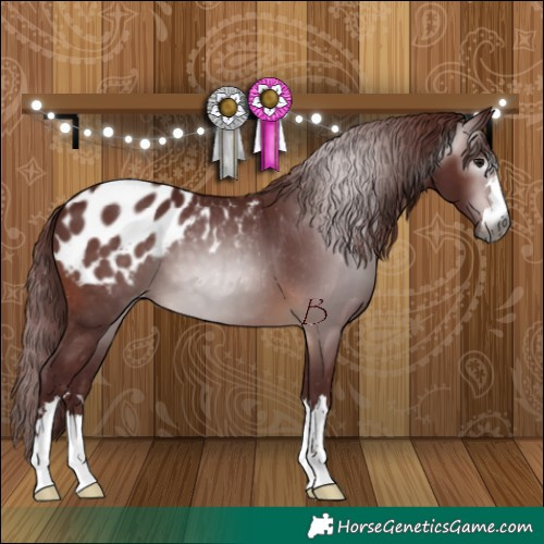 Horse Color:Gray Chocolate Brown Appaloosa