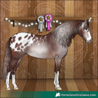 Horse Color:Gray Chocolate Brown Appaloosa 