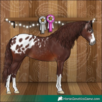 Horse Color:Gray Chocolate Brown Appaloosa 