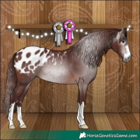 Horse Color:Gray Chocolate Brown Appaloosa