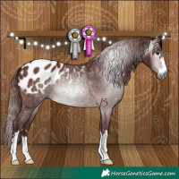 Horse Color:Gray Chocolate Brown Appaloosa 