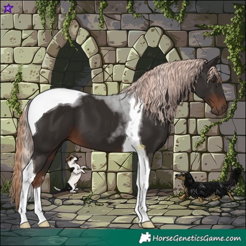 Horse Color:Liver Chestnut Tobiano